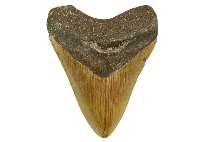 Fossil Megalodon Tooth - North Carolina #331629